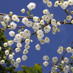 Arbre aux clochettes d'argent